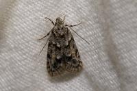 Symmoca signatella