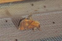 Apoda limacodes