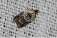 Acleris variegana