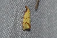 Agapeta hamana