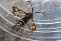 Pyropteron chrysidiforme