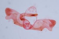 Rhyacionia miniatana