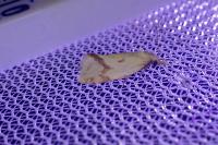 Agapeta hamana