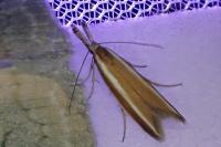 Pleurota aristella