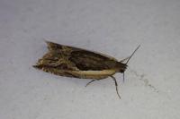 Ancylis apicella