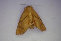Apoda limacodes