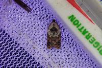 Acleris variegana