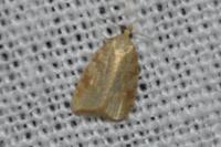 Aleimma loeflingiana
