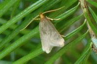 Eurodachtha pallicornella