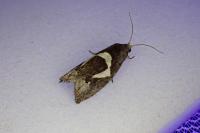 Epiblema foenella