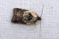Acleris variegana