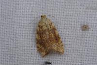 Aleimma loeflingiana