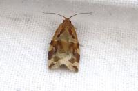 Archips xylosteana