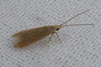 Coleophora