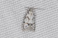 Symmoca signatella