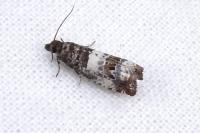 Notocelia trimaculana
