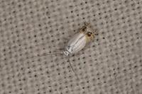 Leucoptera aceris