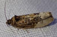 Hedya nubiferana