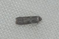 Blastobasis glandulella