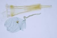 Blastobasis glandulella