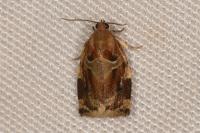 Archips xylosteana