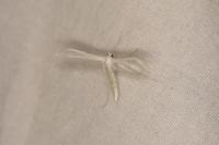 Pterophorus pentadactylus