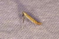 Aspilapteryx tringipennella