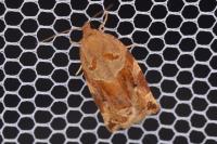 Archips xylosteana