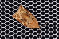 Archips xylosteana