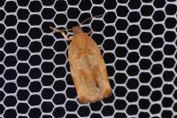 Archips xylosteana