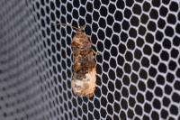 Hedya nubiferana