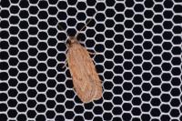 Depressaria