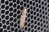 Paraswammerdamia nebulella