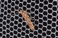 Pyroderces argyrogrammos