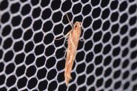 Pyroderces argyrogrammos