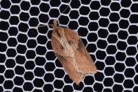 Acleris hastiana