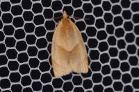 Clepsis rurinana