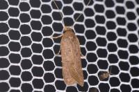 Bryotropha terrella
