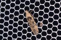 Carpatolechia decorella
