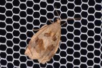 Archips crataegana