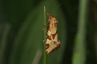 Aethes hartmanniana