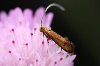 Nemophora metallica