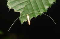 Nematopogon