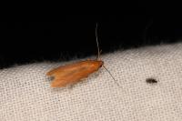 Haplochrois ochraceella