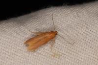 Haplochrois ochraceella