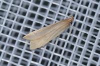 Helcystogramma rufescens