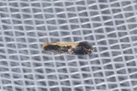 Monopis obviella