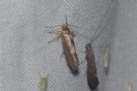 Crassa unitella