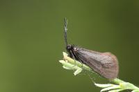 Heterogynis penella