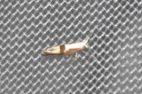 Argyresthia pruniella